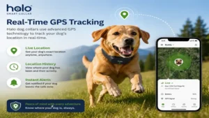 halo dog collars providing real-time GPS tracking for dogs during outdoor activities