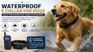 Best e collar for dogs with waterproof design for outdoor and all-weather training sessions