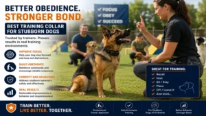 best training collar for stubborn dogs used during professional obedience class training