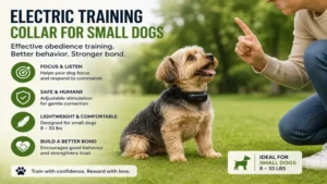 Electric collar small dog learning obedience commands with its owner during training