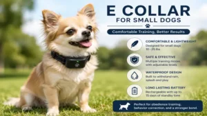 A small dog comfortably wearing e collar for small dogs during training