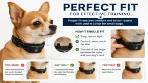 Close-up of an adjustable e collar for small dogs showing proper fit around the neck