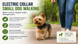 Electric collar small dog walking calmly beside its owner in the park