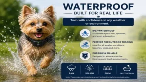 Waterproof e collar for small dogs used during outdoor obedience training