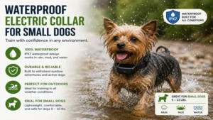 Electric collar small dog using a waterproof training collar in wet outdoor conditions