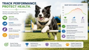Dog heart rate monitor tracking heart rate before, during, and after exercise or agility training.