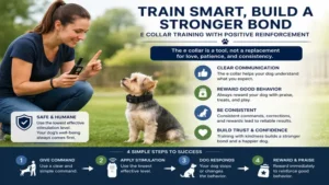 Trainer using an e collar for small dogs alongside positive reinforcement techniques