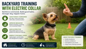 Electric collar small dog practicing commands and behavior training in a backyard