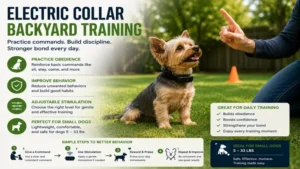 Electric collar small dog wearing a safe and adjustable training collar indoors
