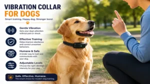 Dog training session using vibration collars for dogs in a sunny outdoor park