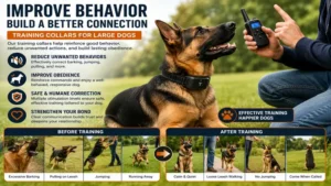 Training collars for large dogs helping improve obedience, recall, and everyday behavior.