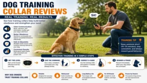 Dog training collar reviews demonstrating effective obedience training during outdoor practice.