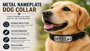 metal nameplate dog collar displaying a pet name and contact details clearly