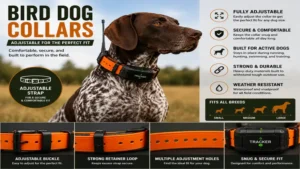 bird dog collars with adjustable straps for a secure and comfortable fit